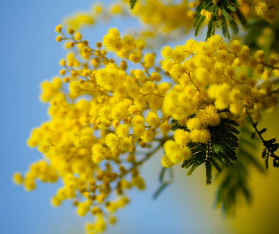 Dove crescono le mimose